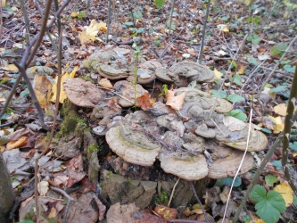 lesklomorka ploská obrázek