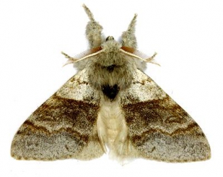 štětconoš ořechový obrázek