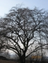 Strom roku 2019 | Přílepy | HABR OBECNÝ PŘEVISLÝ