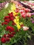 Na přelomu dubna a května zahradu rozzáří záplava rozkvetlých tulipánů