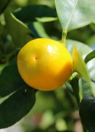 Pomerančová zahrada kvete, voní a plodí
