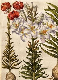 Botanická ilustrace v 17. a 18. století | přednáška