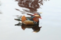kachnička mandarínská plující po vodě