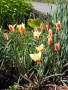 Tulipa clusiana v Holandské zahradě