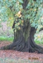 Kořeny stromu jsou rozloženy na povrchu do obvodu 8,5 m.